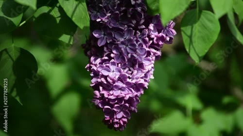 Nice sunny dat 4k macro video of lilac flowers under at Hryshko National Botanical Garden, Kiev, Ukraine	