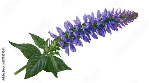 Photos Purple flower spike with green leaves