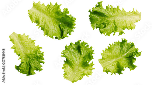 Bild auf Leinwand Fresh green lettuce leaves with ruffled edges