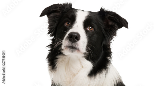 Tableau sur toile Black and white Border Collie dog portrait