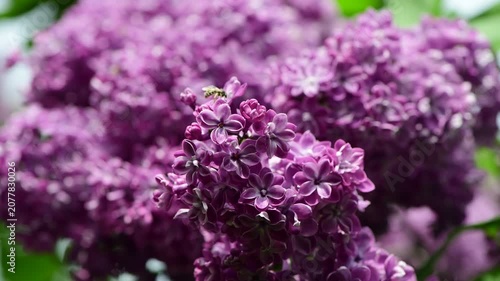 Nice sunny dat 4k macro video of lilac flowers under at Hryshko National Botanical Garden, Kiev, Ukraine	