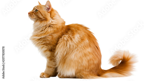Foto Fluffy orange Maine Coon cat sitting profile view