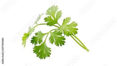 Photos Fresh green cilantro herb leaves and stems