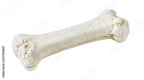 Obraz na plátně Animal bone with porous texture and rough surface
