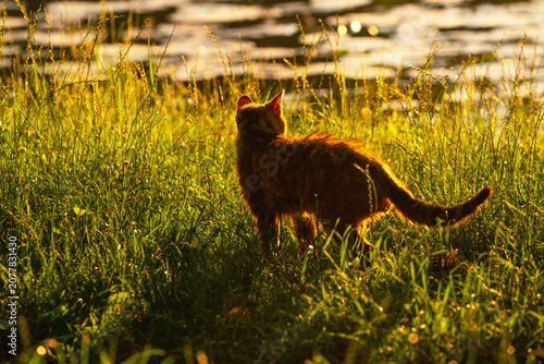Natural predator instinct captured as a domestic cat hunts in a peaceful outdoor environment.