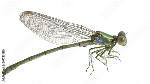 Tableau sur toile Green damselfly insect with iridescent body and wings