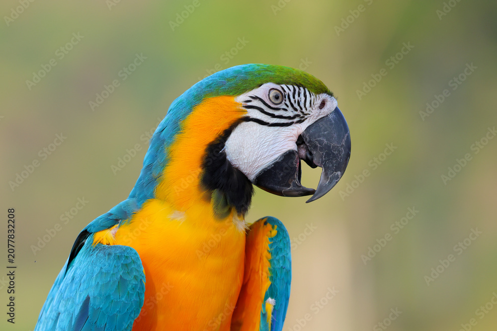 Fototapeta premium Details of the face of a blue and gold macaw with a green nature background.