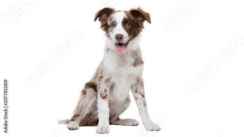 Принти на полотні Merle Border Collie puppy sitting with tongue out
