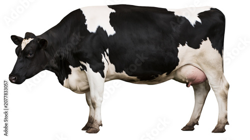 Schilderij op canvas Black and white Holstein cow with udder