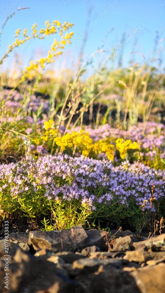 Obraz premium A vibrant field of wildflowers with purple and yellow blooms. The scene captures the beauty of nature in a sunny environment.