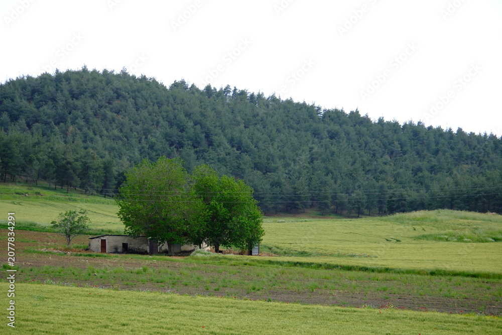 Fototapeta premium a cabin among the greenery 