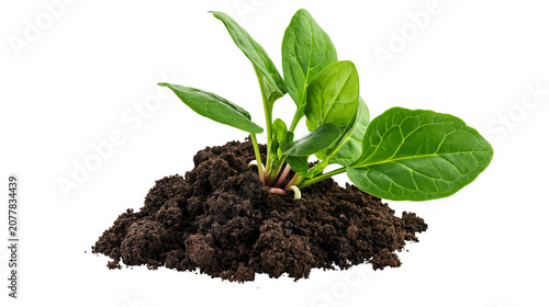 Spinach plant growing from dark soil mound