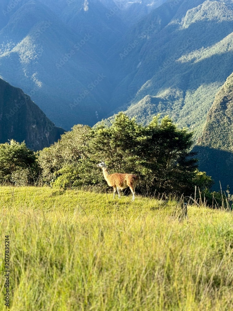 Naklejka premium Llama in Machu Picchu