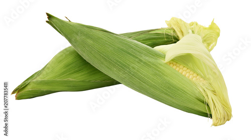 Obraz na plátně Two fresh corn cobs with green husks partially peeled