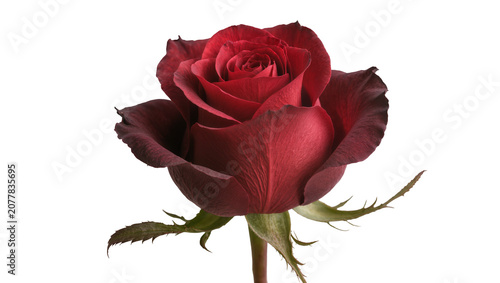 Foto Deep red rose with dark velvety petals and green stem