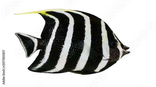 Fotografija Black and white striped angelfish with yellow dorsal fin