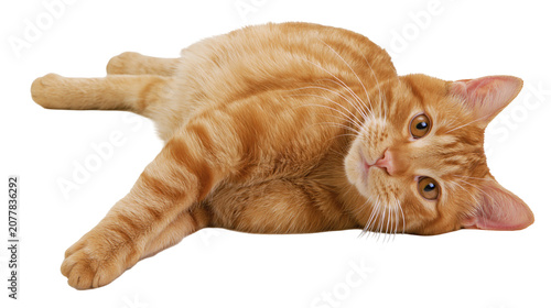 Obraz na plátně Orange tabby cat lying down on its side looking at camera