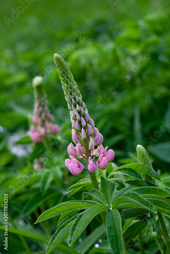 Young inflorescences of pink lupine among the dense green foliage in the garden. Vertical photo.