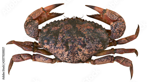 Εκτύπωση καμβά Brown speckled crab with large claws