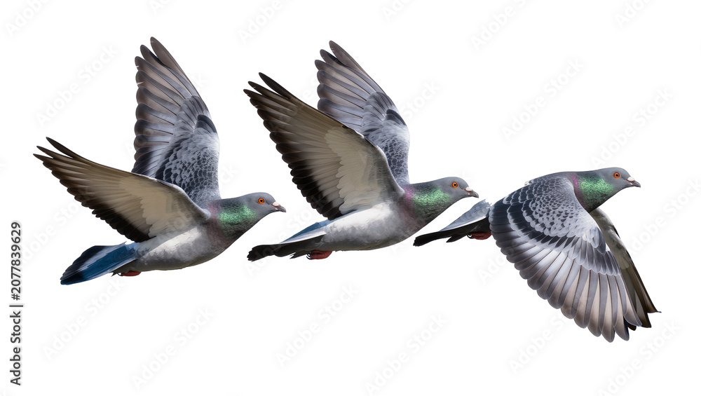 Obraz premium Three pigeons in flight wings spread, isolated on transparent background
