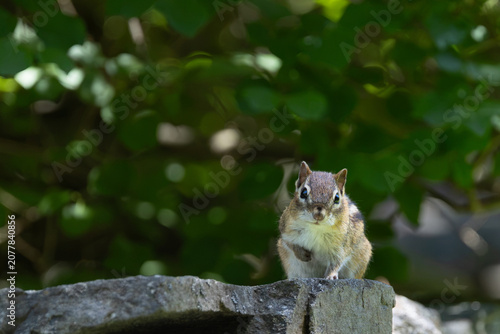 Fotografi Eastern Chipmunk Standing Alert on Stone Wall in Woodland