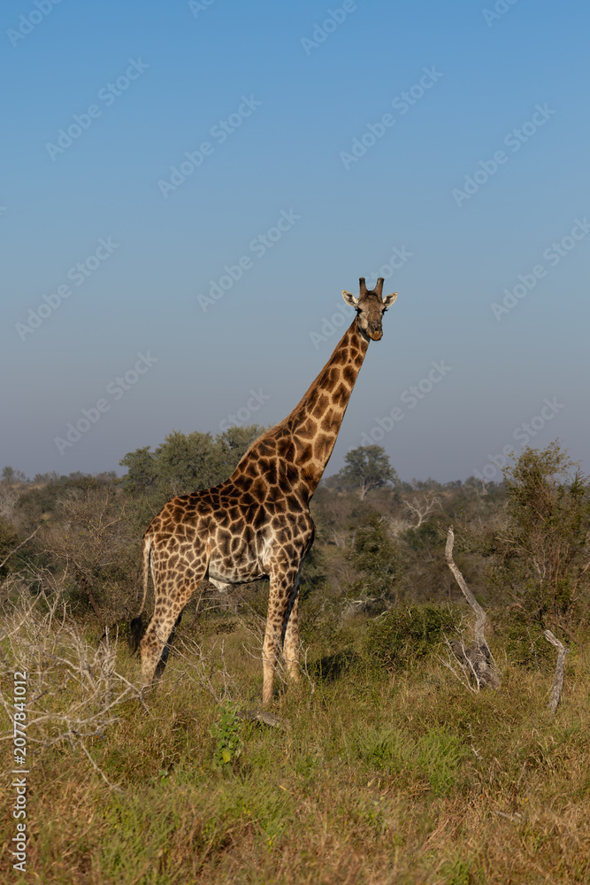 Obraz premium South African Giraffe in Savanna