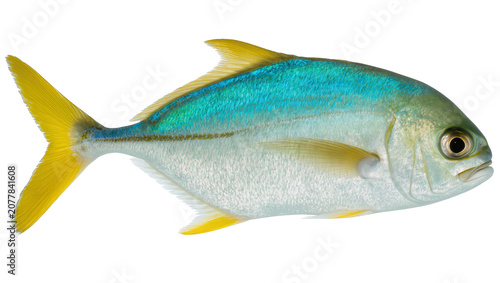 Bild auf Leinwand Yellowtail fish with blue and silver scales