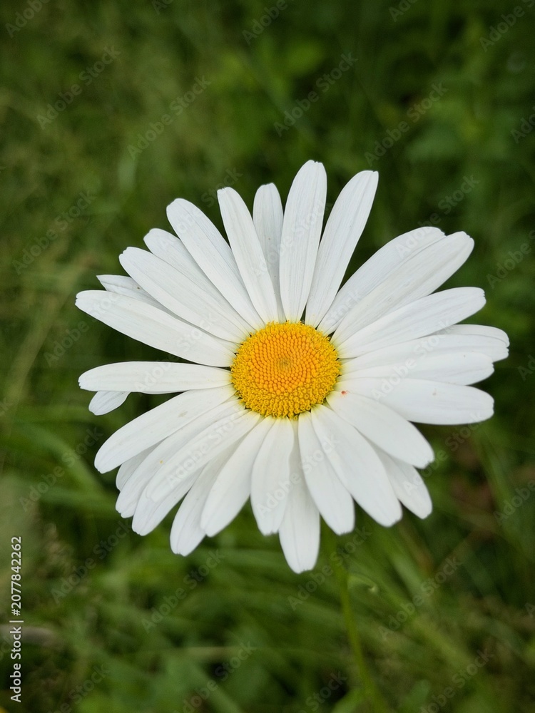 Fototapeta premium Oxeye Daisy (Leucanthemum Vulgare) near Burry Port, South Wales, U.K.