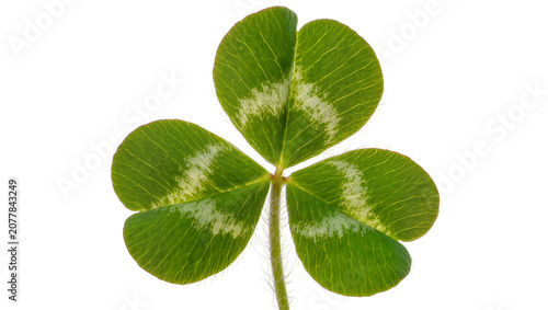 Schilderij op canvas Green clover leaf with white markings