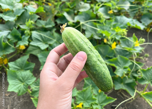 Hand holding a freshly picked cucumber in a garden