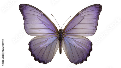 Fotografía Purple morpho butterfly with detailed wings and antennae