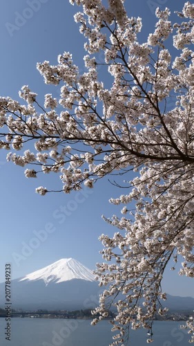 Mount Fuji with stunning cherry blossoms framing the view over Lake Kawaguchiko under a clear blue sky (Vertical | Real Time | Static)