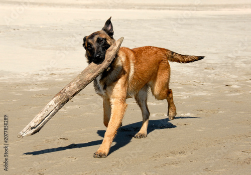 Konstfotografi young belgian shepherd and beach