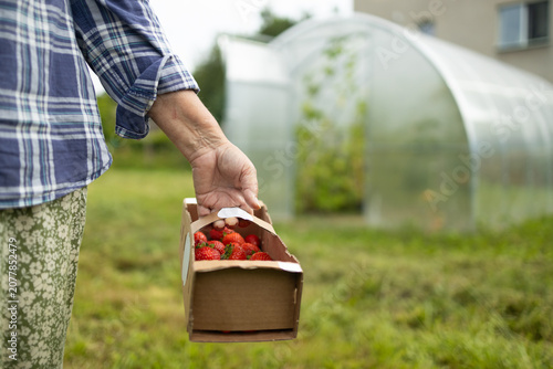 Fotografie An elderly woman in a plaid shirt and patterned pants holds a small wooden crate with harvested crops, standing in a rural garden near a greenhouse on a summer day