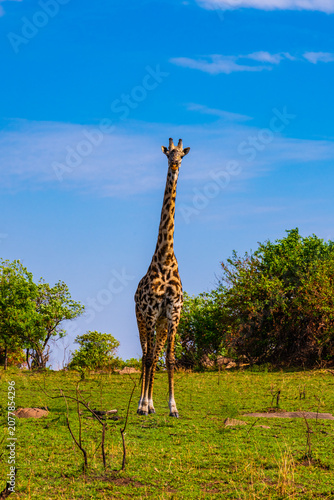 Giraffe (camelopardalis) at the Serengeti national park, Tanzania. Wildlife photo