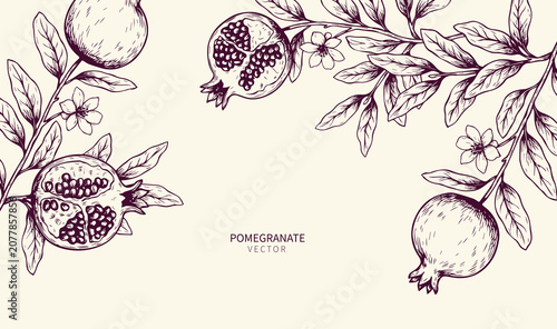 Elegant Hand Drawn Pomegranate Branch with Leaves. Botanical Ink Vector Illustration Background for Food Card, Menu, Brochure, Packaging and Template Design