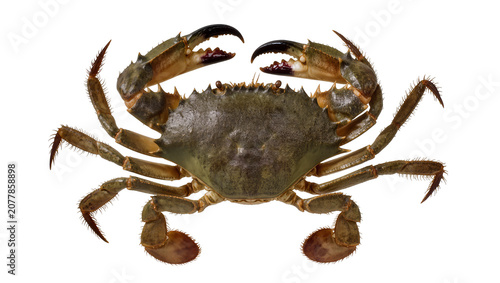 Φωτογραφία Mud crab with sharp claws and spiky legs