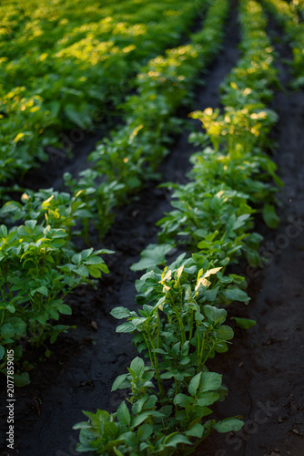 Young Potato Plants Growing in Rows on Agricultural Field