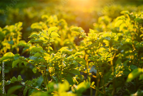 Young Potato Plants Growing in Golden Evening Sunlight