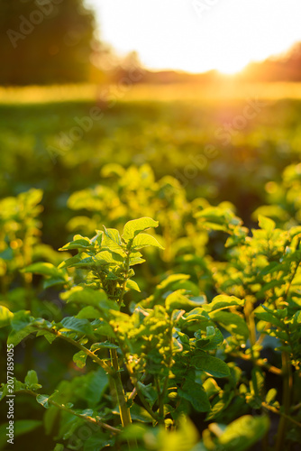 Close-up of healthy young potato plants growing in an agricultural field