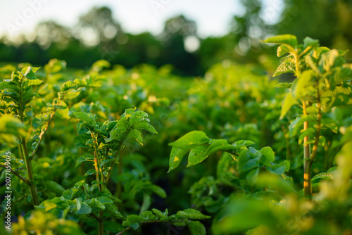 Young Potato Plants Growing in Golden Evening Sunlight