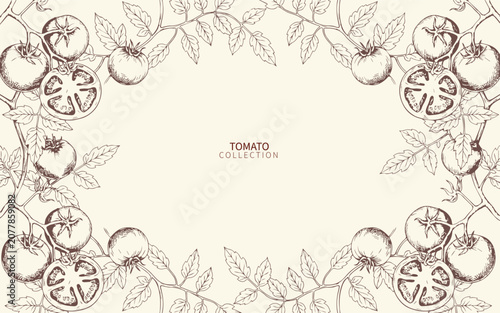 Vintage Hand Drawn Tomato Vine with Leaves. Botanical Ink Vector Illustration for Organic Food Packaging, Menu Card, Brochure, Kitchen Decor and Template Design