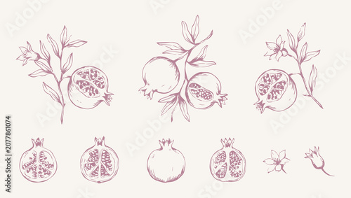 Luxury Hand Drawn Pomegranate Branch Set. Vintage Botanical Ink Vector Illustration Collection for Food Packaging, Brochure, Menu, Template Layout and Cover Design