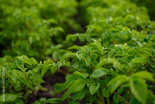 Close-up of healthy young potato plants growing in an agricultural field, illuminated by warm golden evening sunlight.
