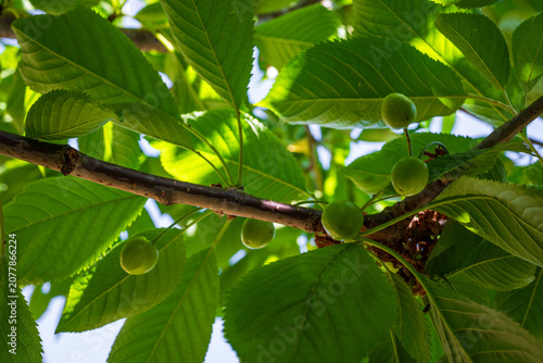 Close-up of young green Sunburst sweet cherry fruits developing on the branch in spring, captured shortly after fruit set during the early growing season. 2