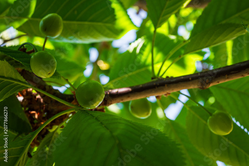 Close-up of young green Sunburst sweet cherry fruits developing on the branch in spring, captured shortly after fruit set during the early growing season. 1