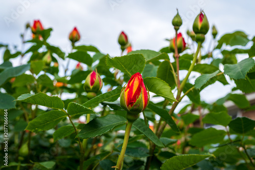 Early spring buds of Lady of Shalott roses emerging on a garden rose bush, capturing the fresh beginning of a new flowering season. 1