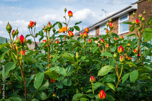 Early spring buds of Lady of Shalott roses emerging on a garden rose bush, capturing the fresh beginning of a new flowering season. 2