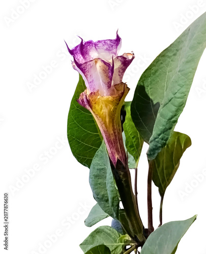 Принти на полотні Devil's Trumpet PNG - Isolated Datura Metel Thorn Apple Blossom White Flower Asset Premium high-resolution PNG cutout of an authentic Devil's Trumpet blossom