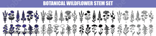 Foto Assorted wildflower stems in silhouette against a clean white expanse for design